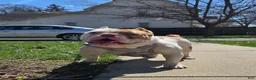 American Bully dogs for sale: American Bully Puppy 4 - Ad 3