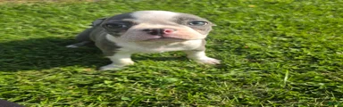 Boston Terrier Male 1