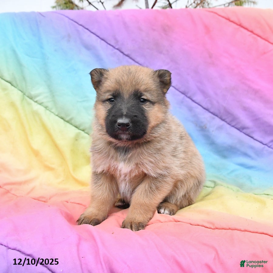 Mixed Breed dogs Blitzen - Ad 6