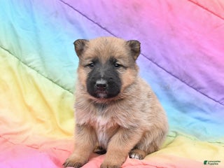 Mixed Breed dogs Blitzen - Ad 7