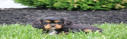 Cavalier King Charles Spaniel dogs for sale: Mack - Ad 2