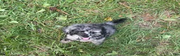 Miniature Poodle dogs for sale: Miniature Poodle 2 - Ad 2