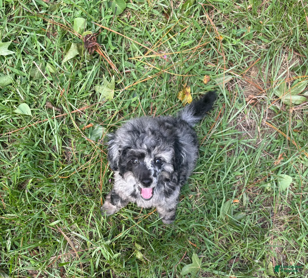 Miniature Poodle dogs for sale: Miniature Poodle 2 - Ad 2