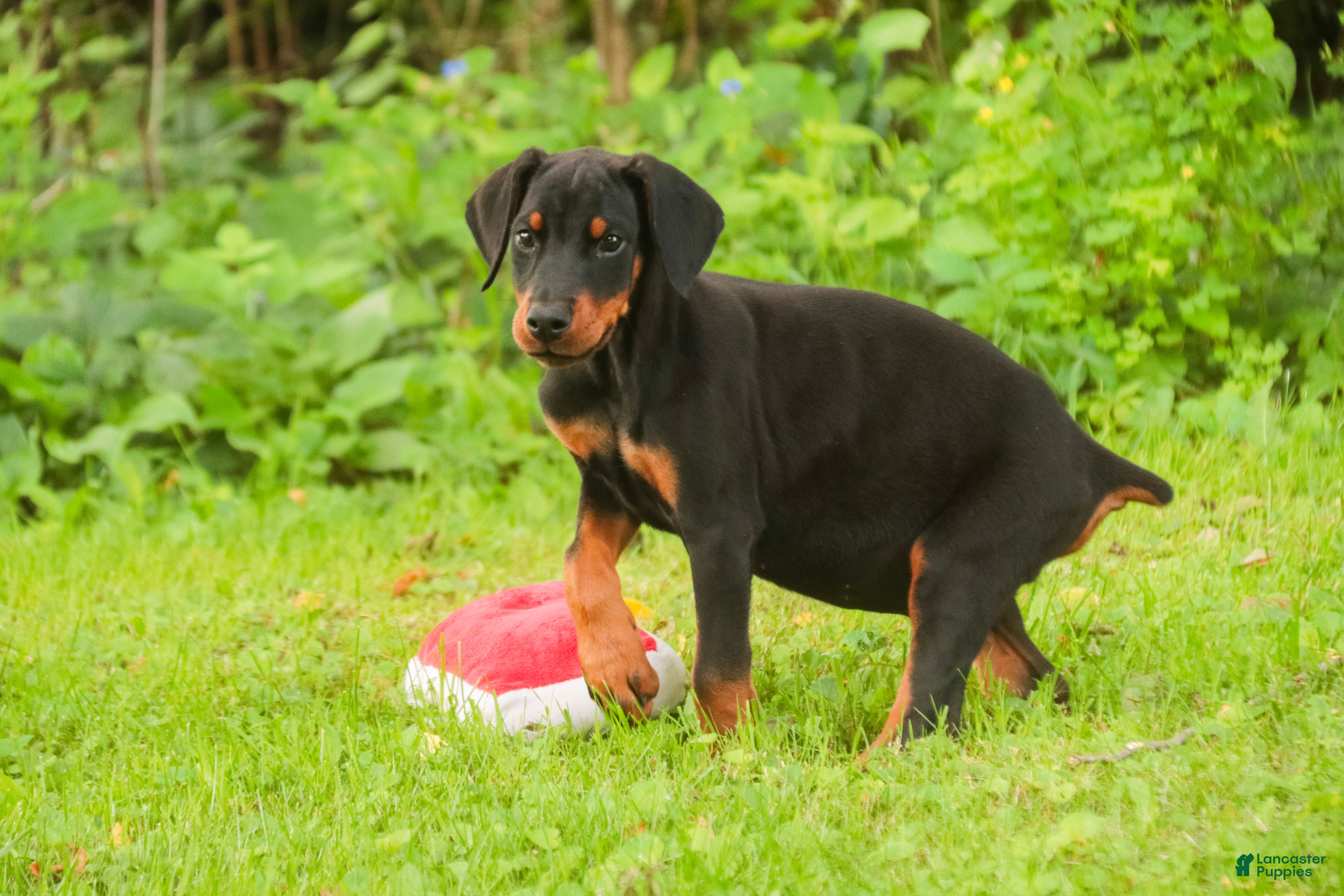 Doberman Pinscher dogs Malcolm - Ad 2