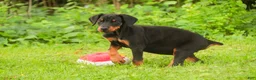 Doberman Pinscher dogs for sale: Malcolm - Ad 2