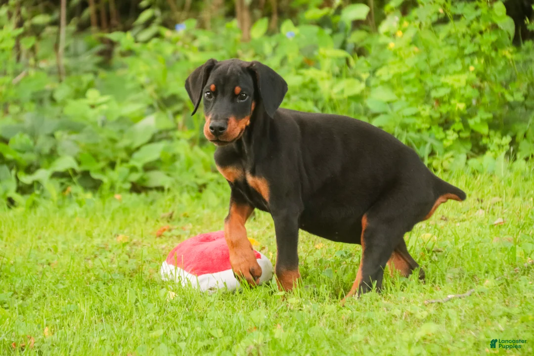 Doberman Pinscher dogs for sale: Malcolm - Ad 2