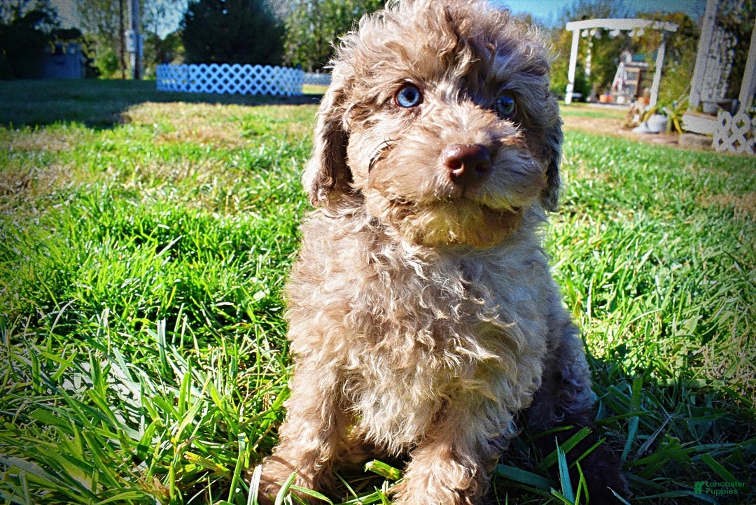 Havapoo dogs for sale: Indy - Ad 6