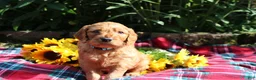 Mixed Breed dogs for sale: Simon- Irish Goldendoodle  - Ad 1