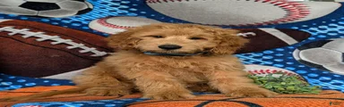 Truman Hypoallergenic
