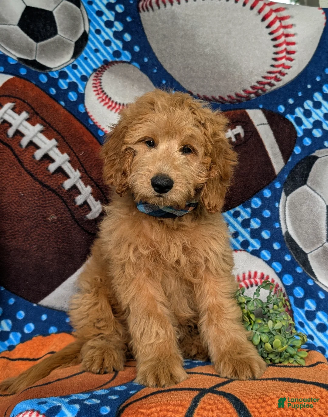 Mini Goldendoodle dogs for sale: Truman Hypoallergenic - Ad 1