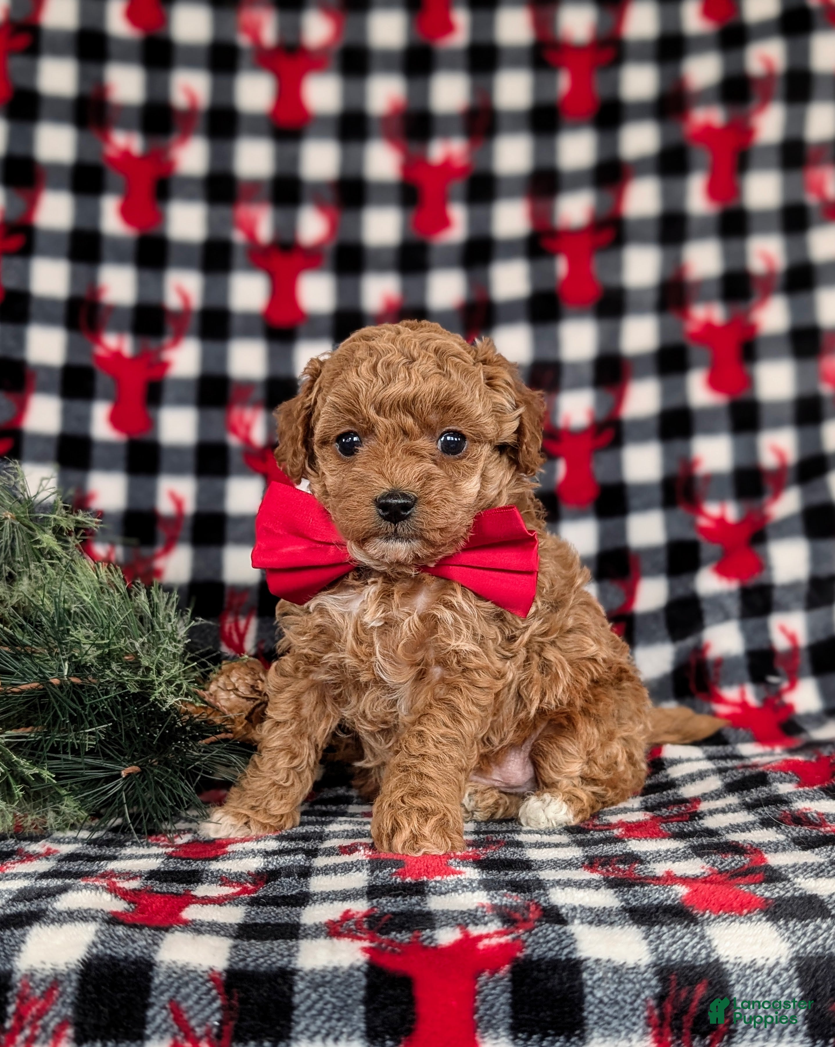 Toy Poodle dogs Beau - Ad 34