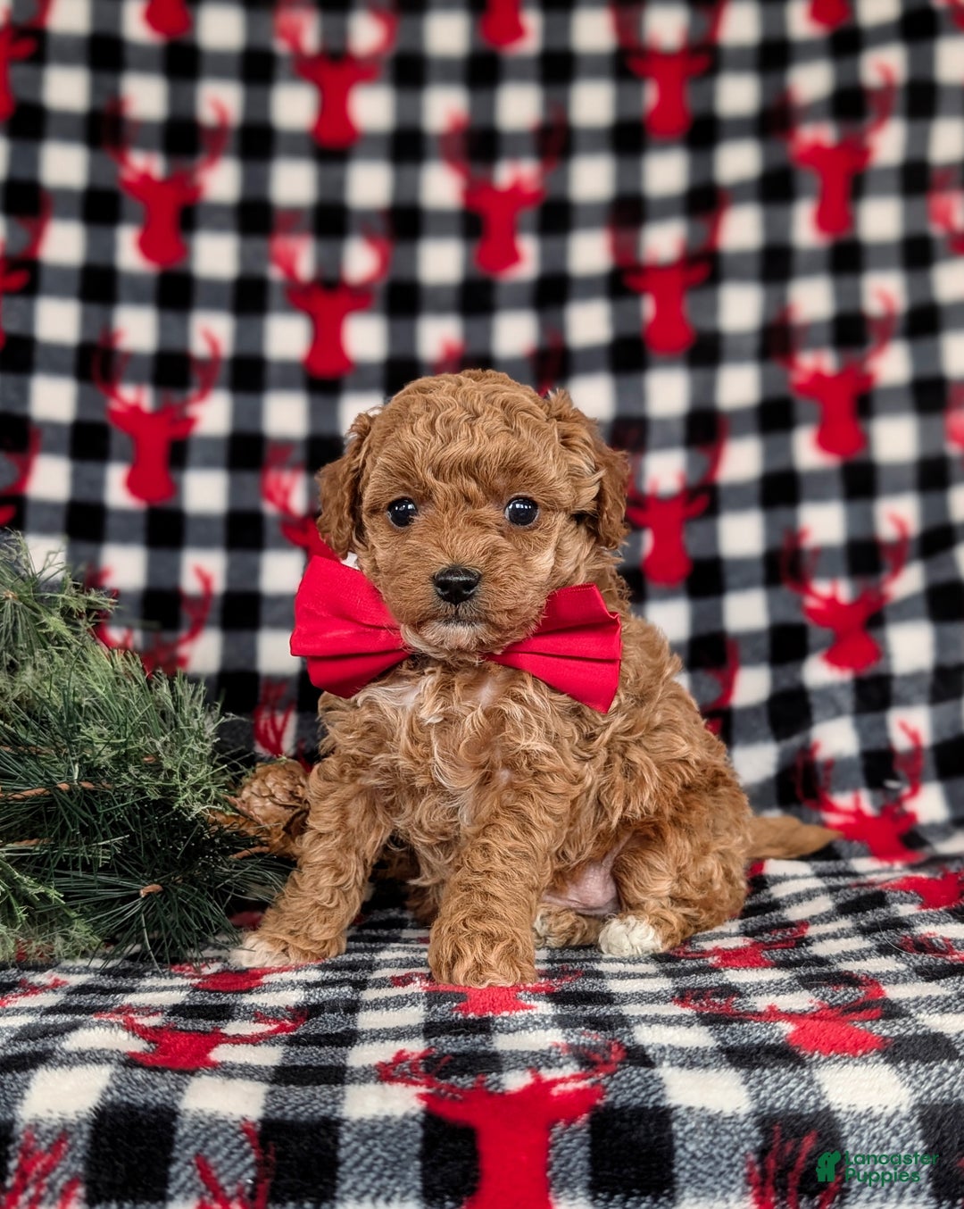 Toy Poodle dogs for sale: Beau - Ad 1