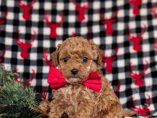 Toy Poodle dogs Beau - Ad 37