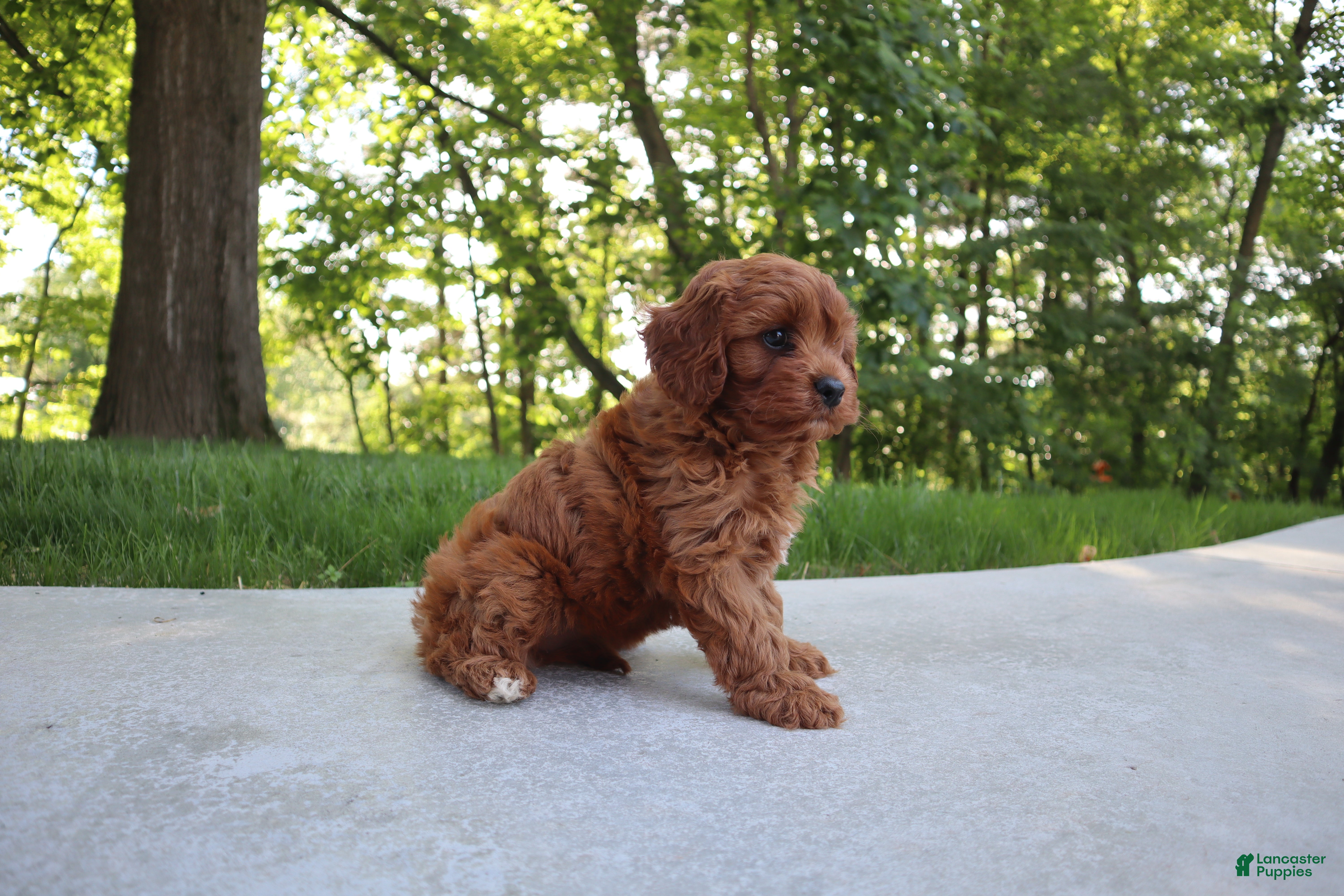Cavapoo dogs Trixi - Ad 2