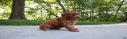 Cavapoo dogs for sale: Trixi - Ad 2