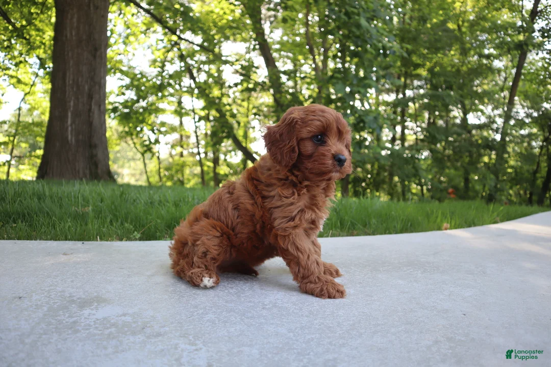 Cavapoo dogs for sale: Trixi - Ad 2