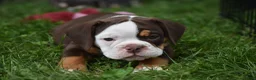 Beabull dogs for sale: Echo - Ad 7