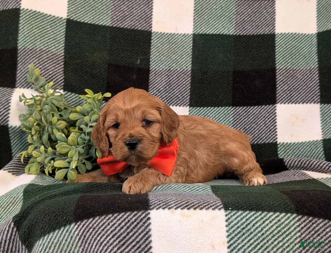 Cockapoo dogs for sale: Doyle - Ad 4