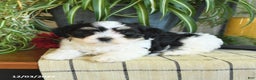 Havanese dogs for sale: Sophie - Ad 2