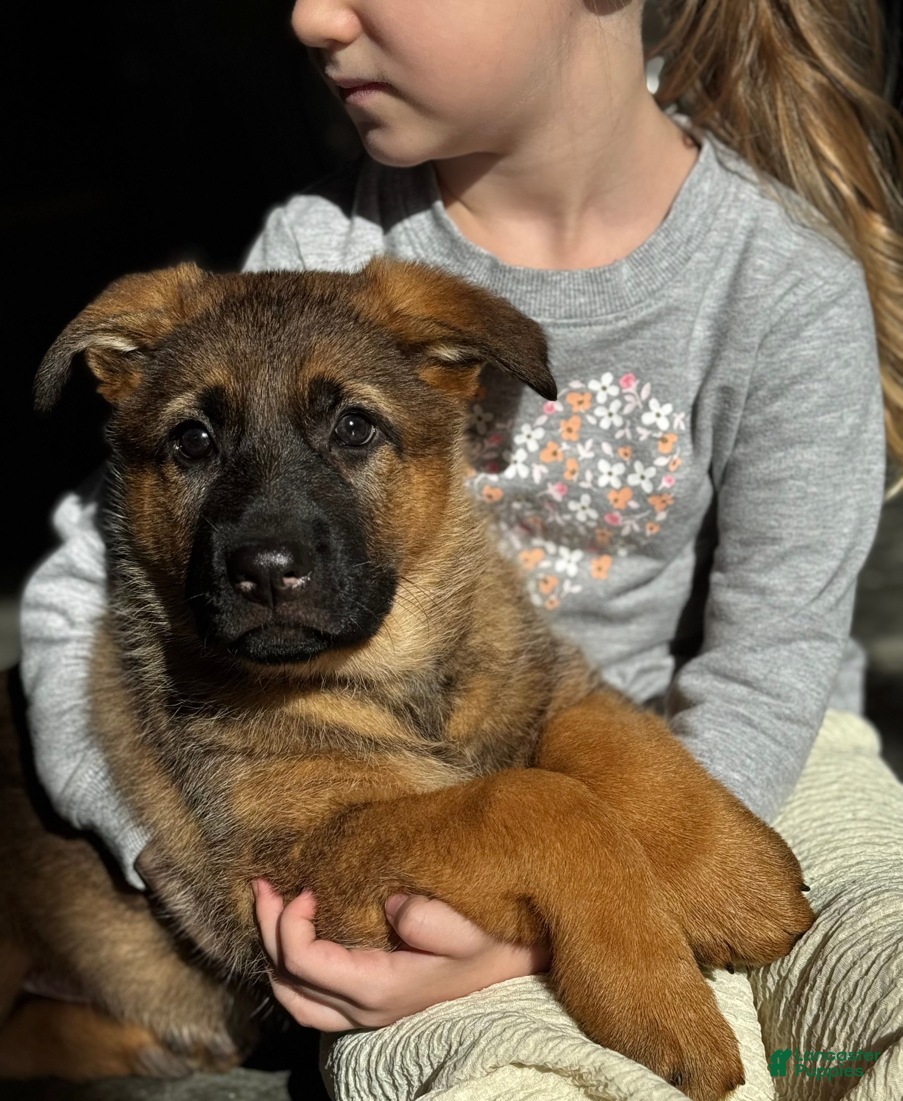 German Shepherd dogs Denver - Ad 13