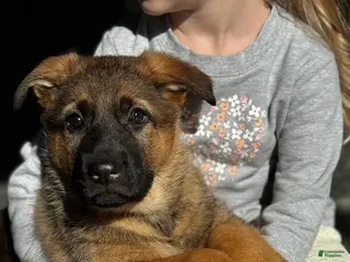 German Shepherd dogs Denver - Ad 13