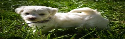 Maltese dogs for sale: Diamond🎀 - Ad 2