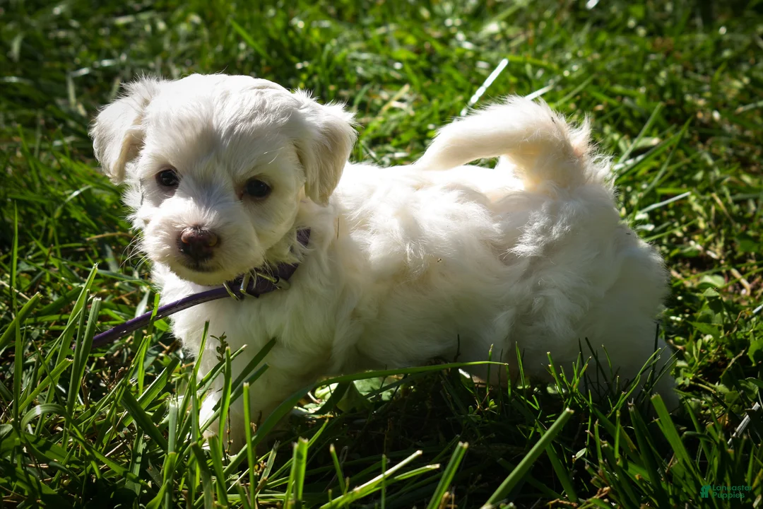 Maltese dogs for sale: Diamond🎀 - Ad 2