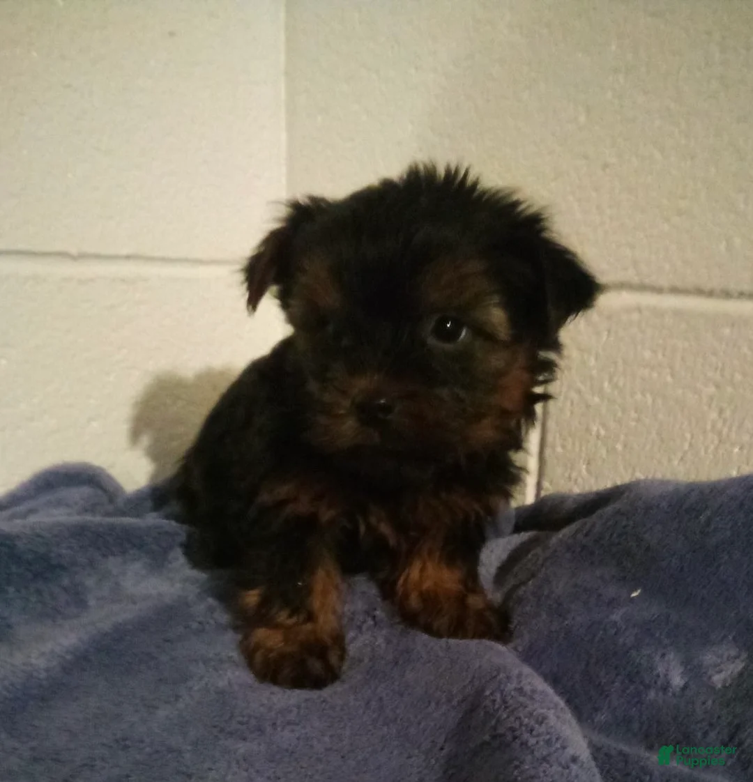 Yorkshire Terrier dogs for sale: Hunter - Ad 3