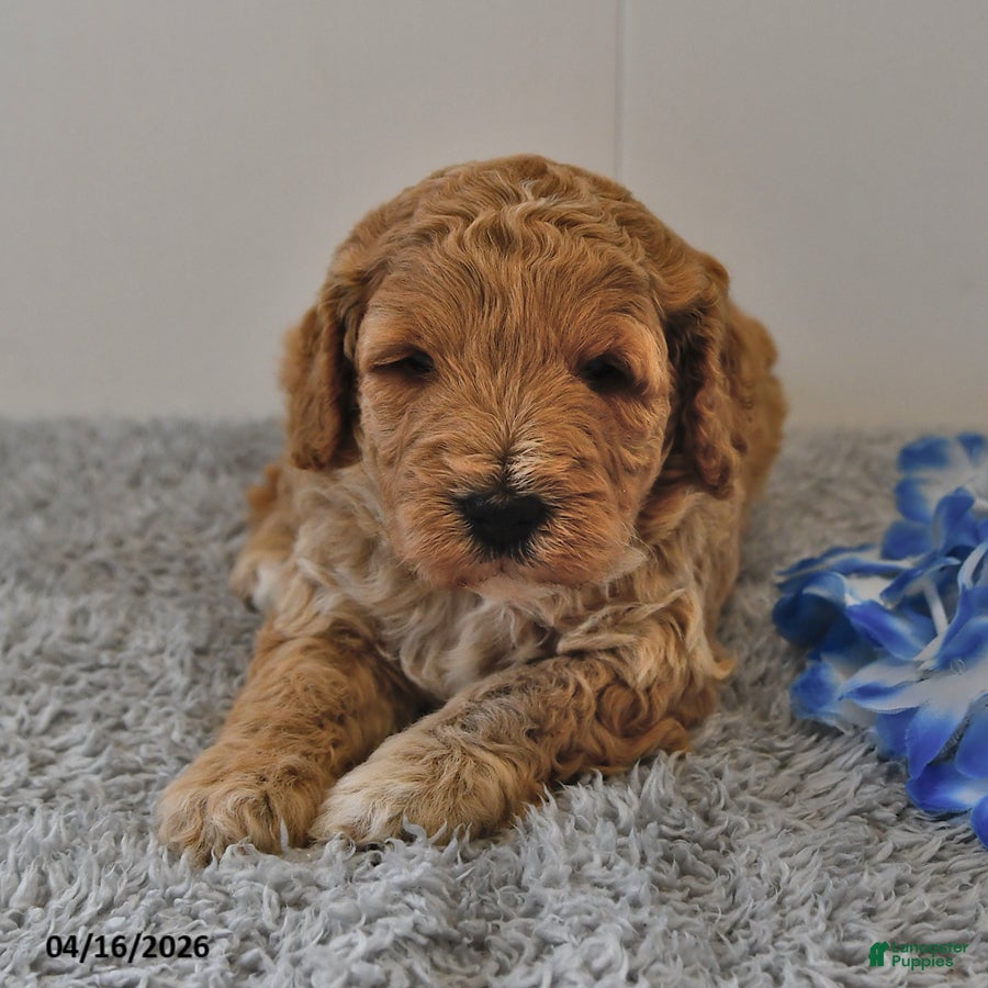 Mini Goldendoodle dogs Shadow - Ad 1