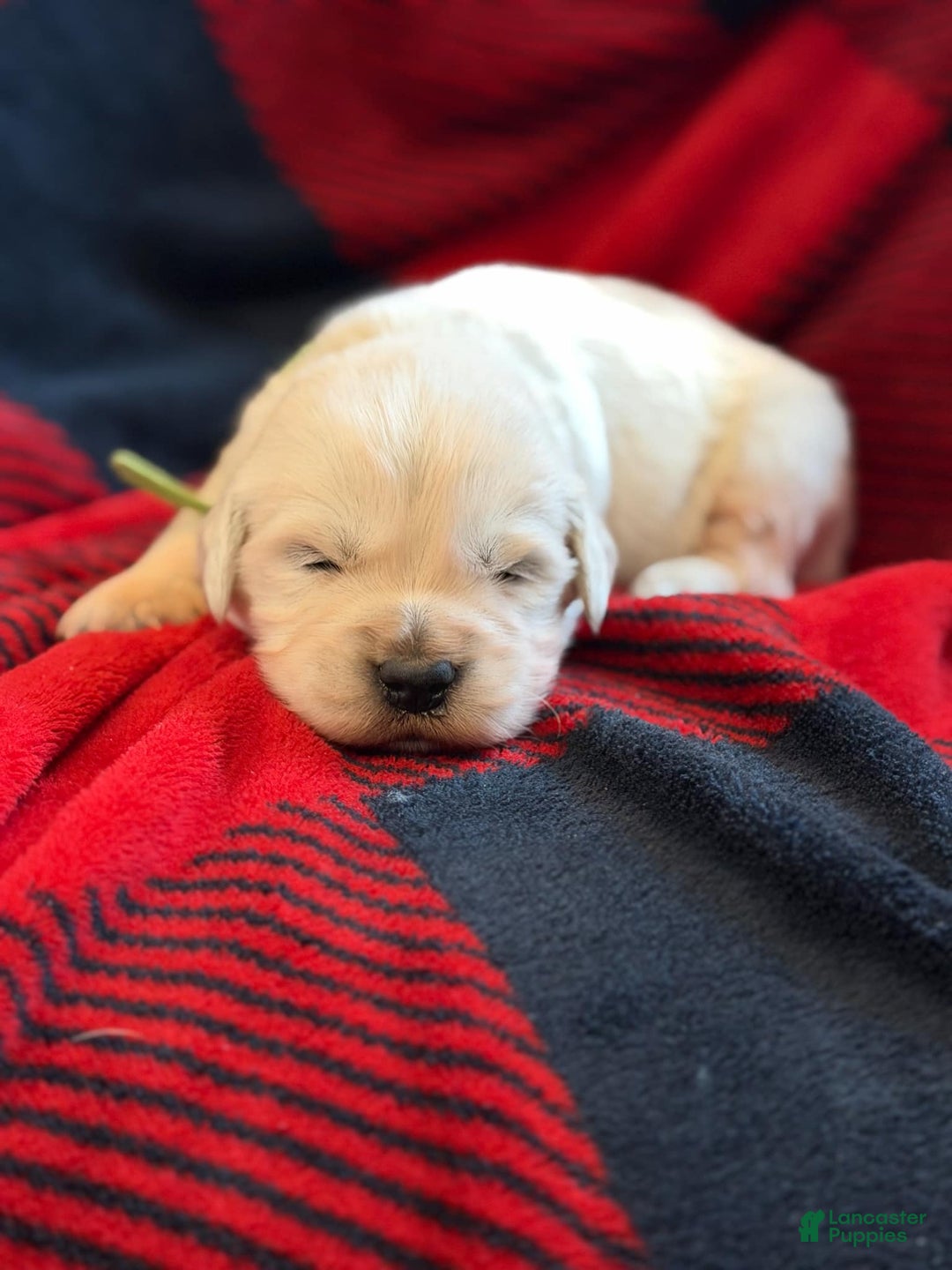 Golden Retriever dogs for sale: Hank - Ad 4