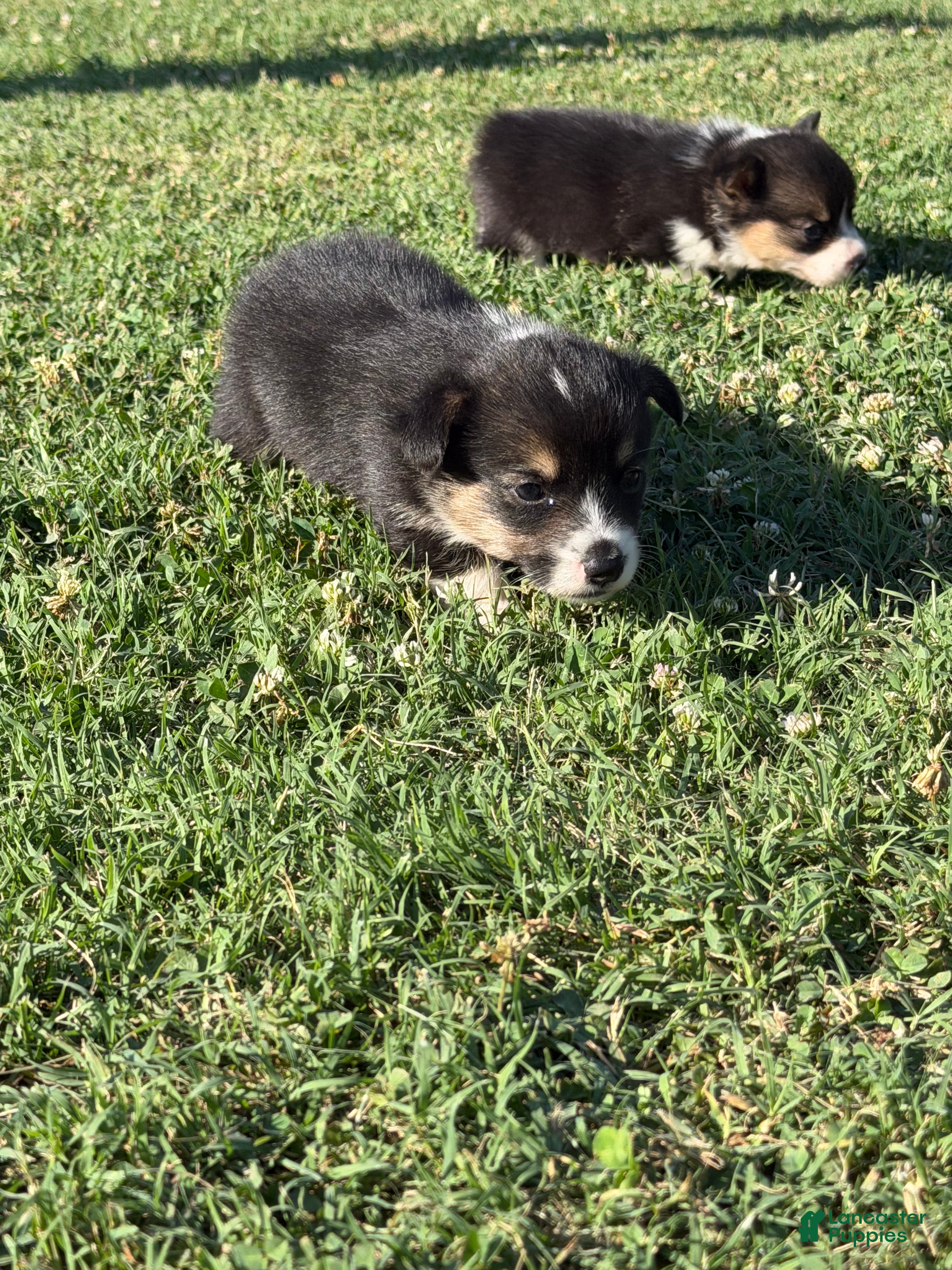 Welsh Corgi Pembroke dogs Welsh Corgi Pembroke Puppy 2 - Ad 39