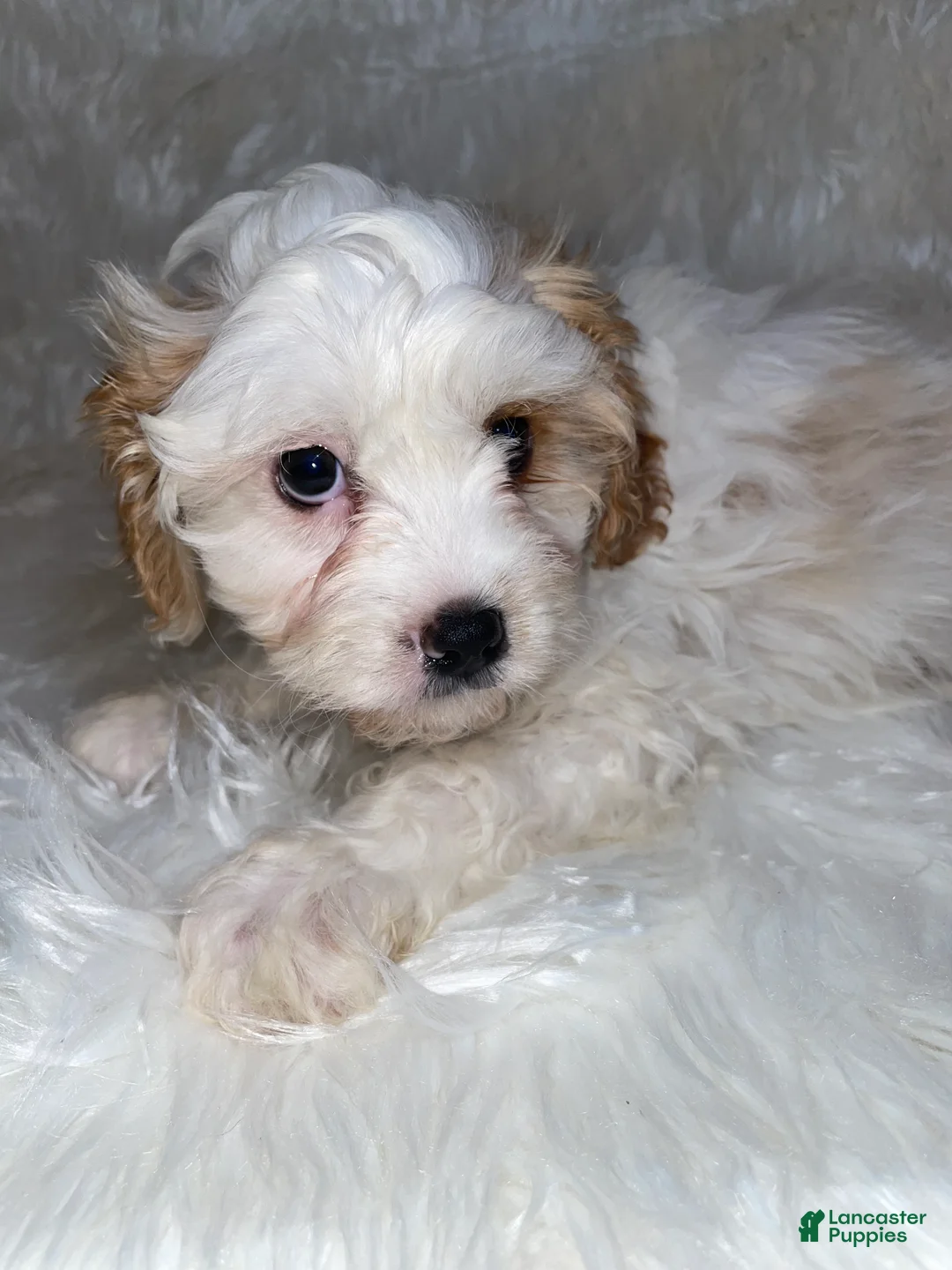 Cavapoo dogs for sale: Cavapoo Puppy 1 - Ad 7