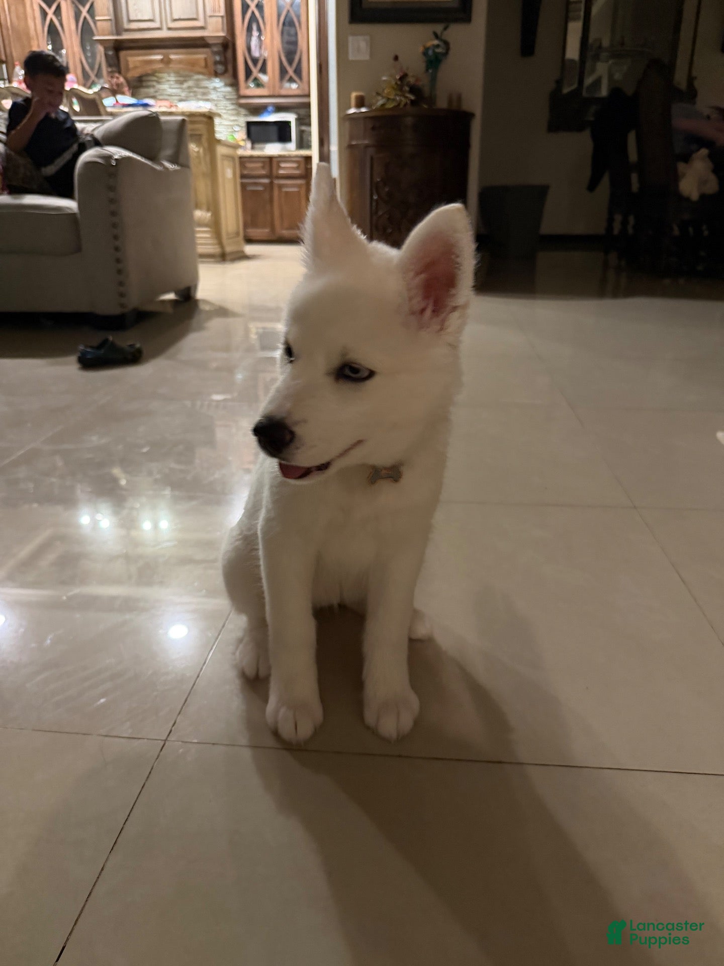 Siberian Husky dogs for sale: Siberian Husky 1 - Ad 2