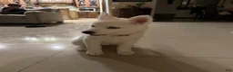 Siberian Husky dogs for sale: Siberian Husky 1 - Ad 1