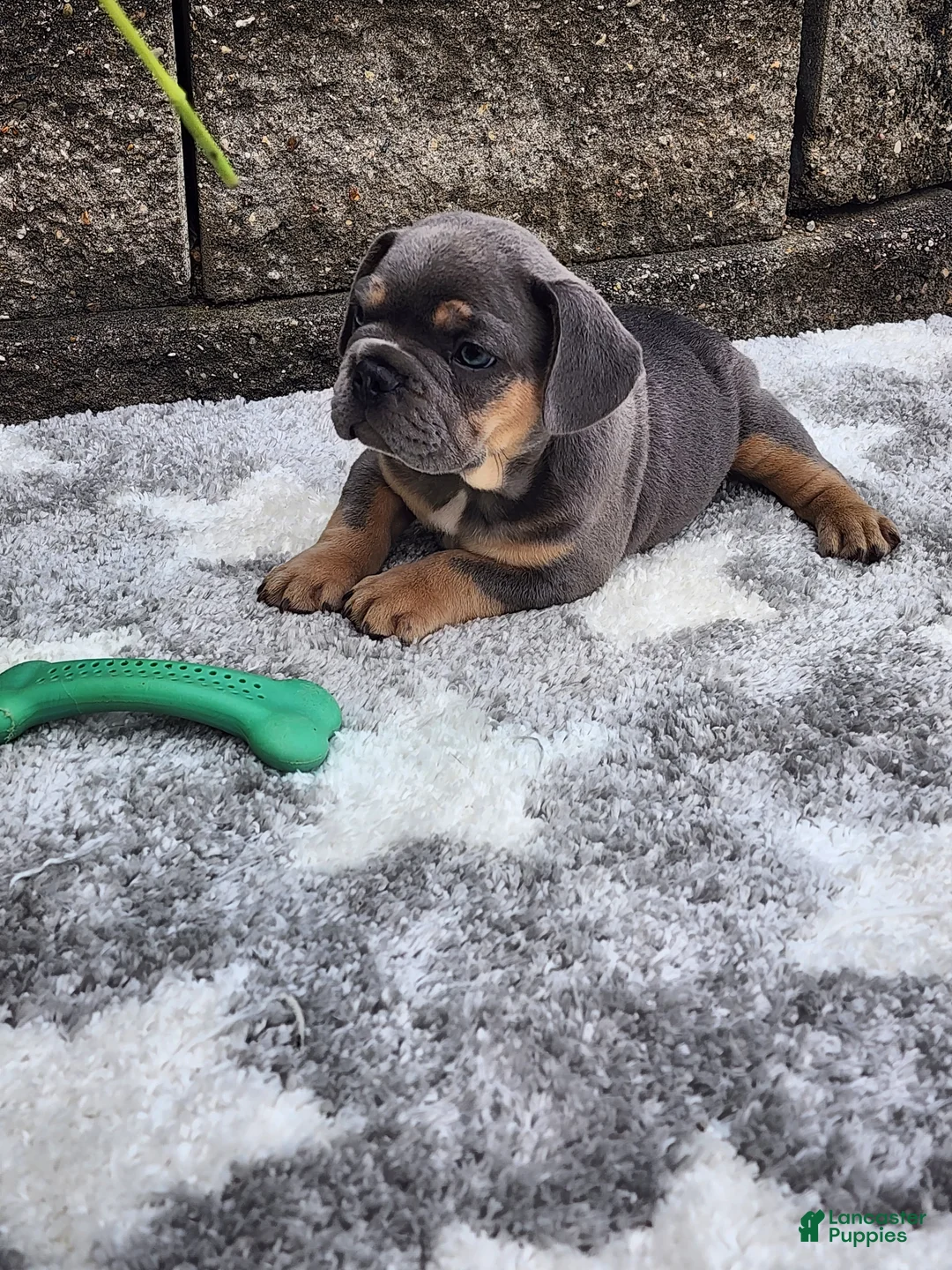 French Bulldog dogs for sale: Quinn  - Ad 1