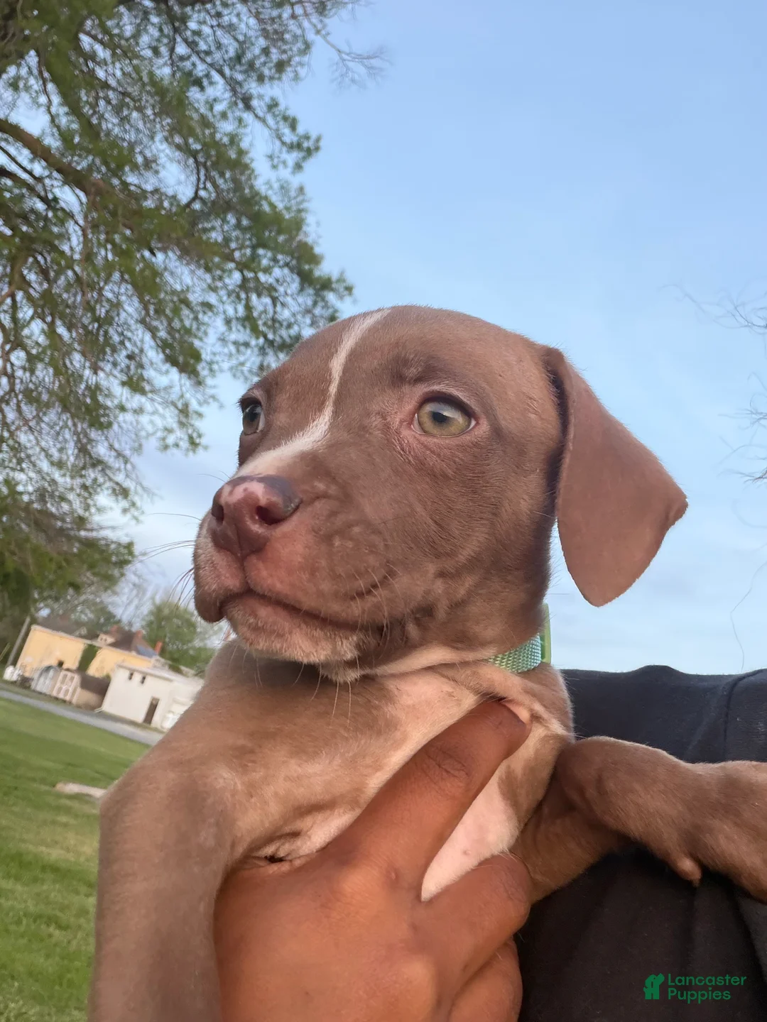 Mixed Breed dogs for sale: Mixed Breed 2 - Ad 2