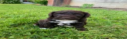 Portuguese Water Dog dogs for sale: Milo - Ad 7