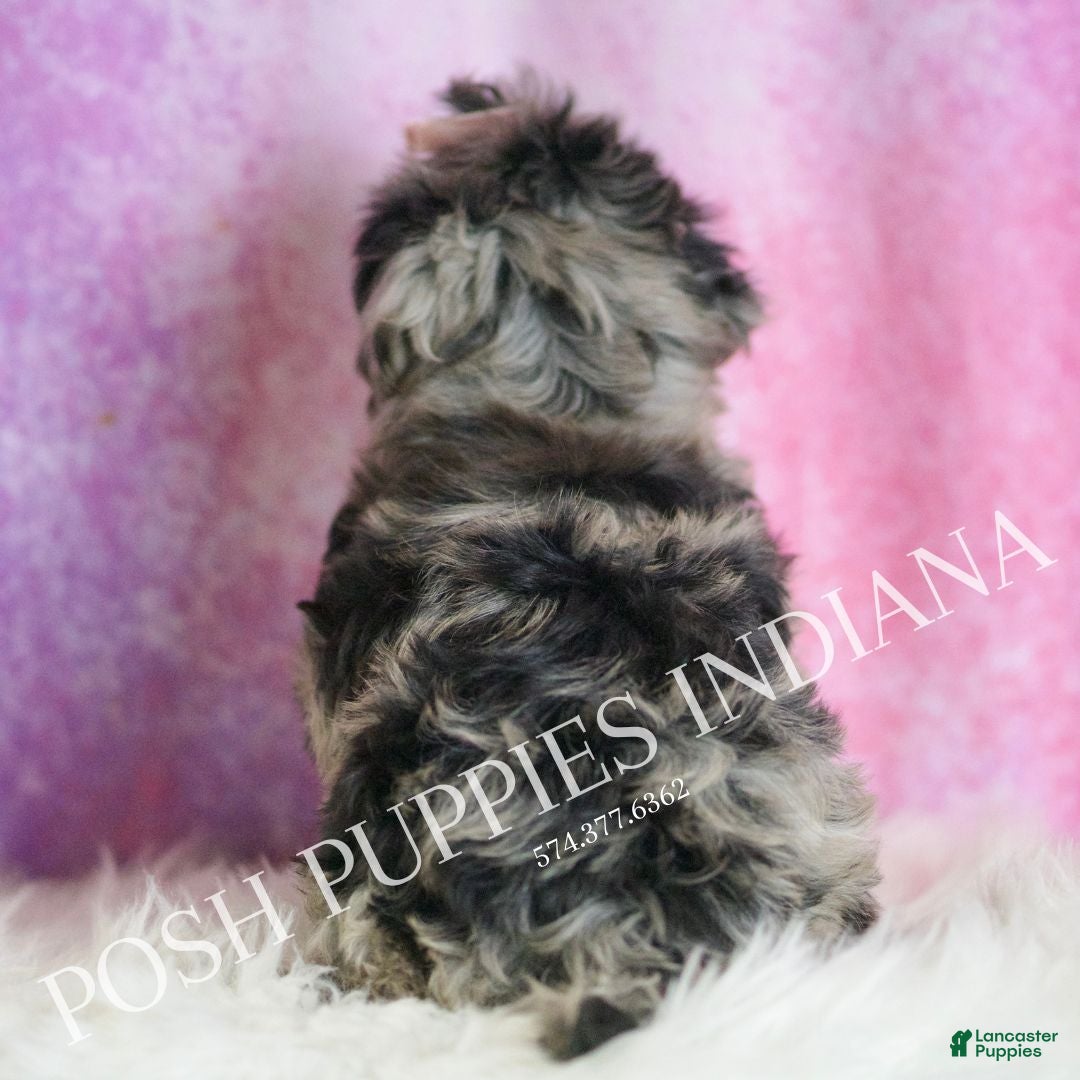 Yorkiepoo dogs for sale: Velvet - Ad 6