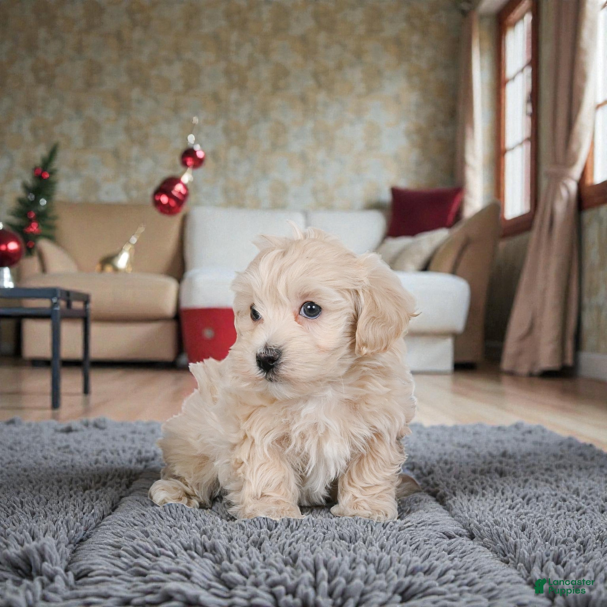 Maltipoo dogs Mae - Ad 9