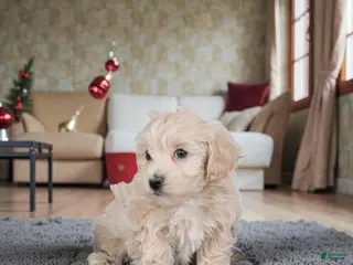 Maltipoo dogs Mae - Ad 9