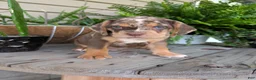 Beabull dogs for sale: Tank - Ad 15