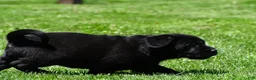 Labrador Retriever dogs for sale: Lacey - Ad 6