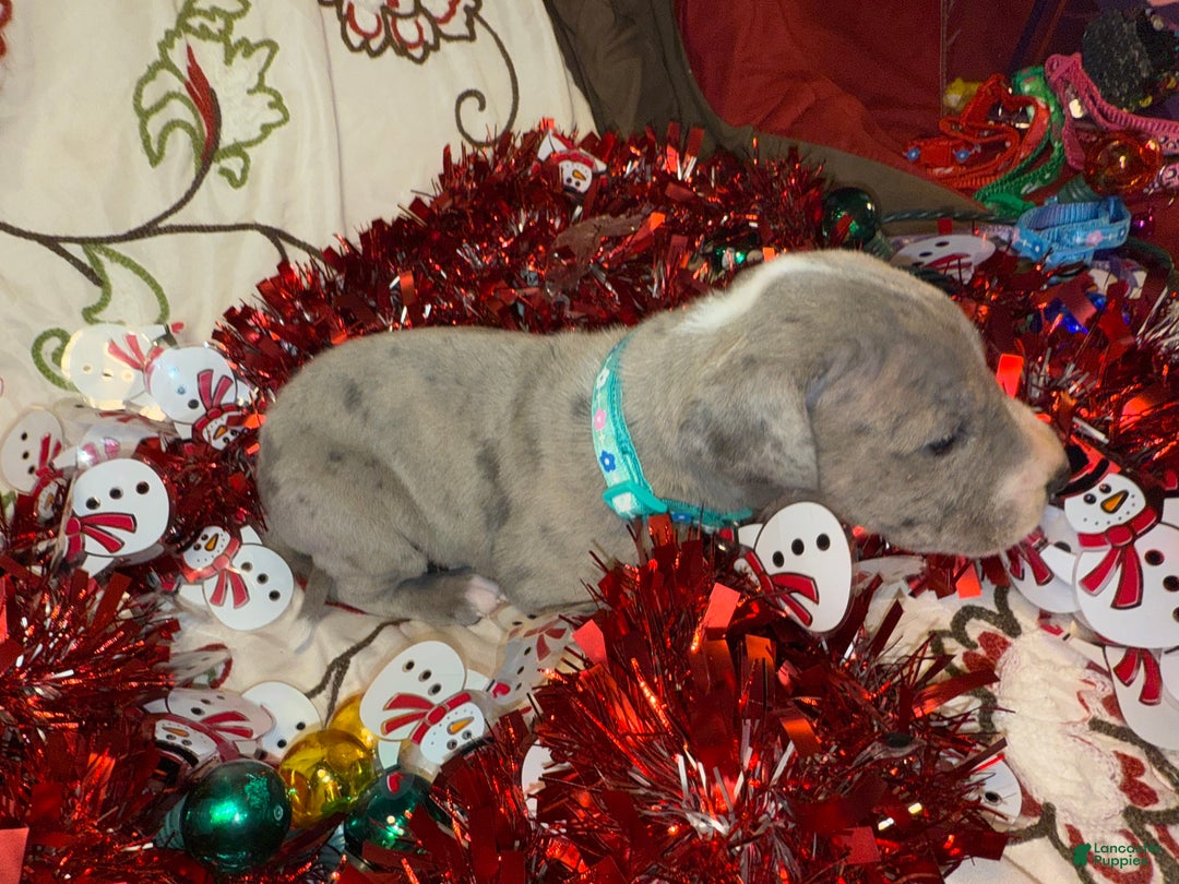 Great Dane dogs for sale: Sky - Ad 8