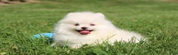 Pomeranian dogs for sale: Mochi - Ad 5