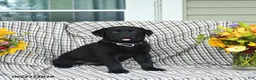 Labrador Retriever dogs for sale: Linda - Ad 1
