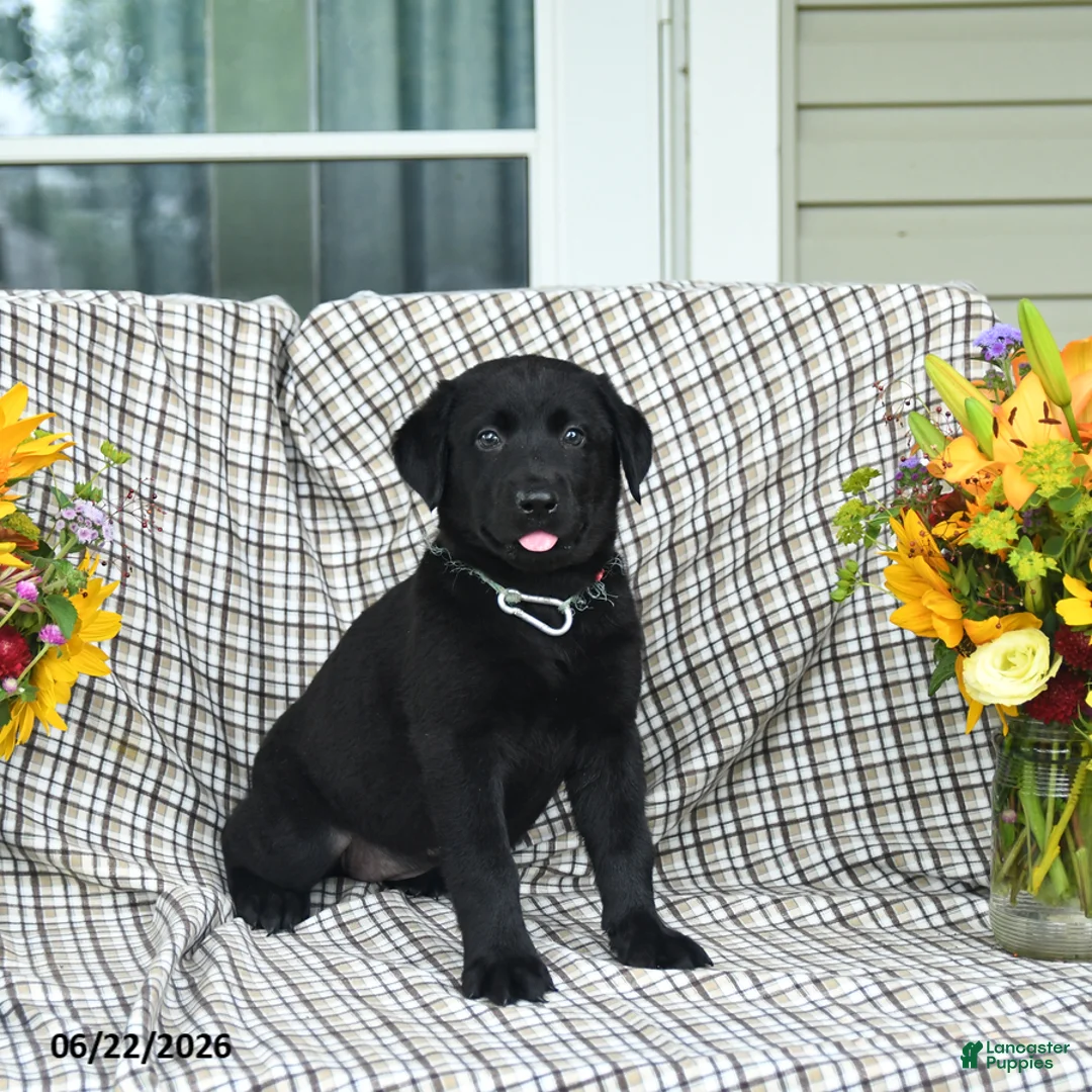 Labrador Retriever dogs for sale: Linda - Ad 1