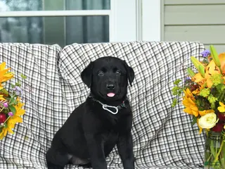 Labrador Retriever dogs for sale: Linda - Ad 1