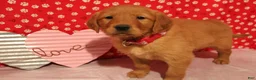 Golden Retriever dogs for sale: Daisy - Ad 1