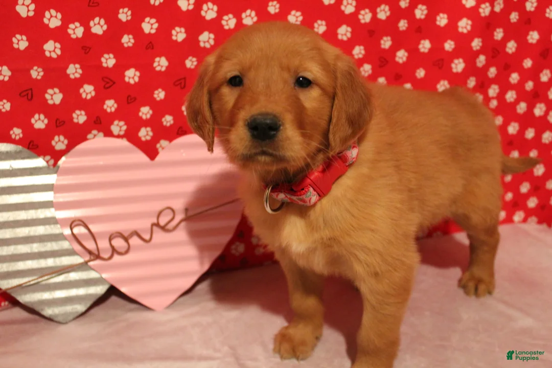 Golden Retriever dogs for sale: Daisy - Ad 1