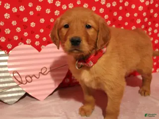 Golden Retriever dogs Daisy - Ad 28